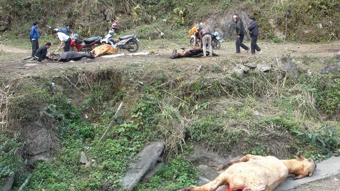 Hang loat nghe, trau chet ret o Sa Pa hinh anh