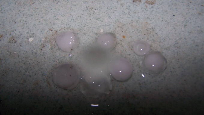 Giong lon kem mua da nhu rai bap o Kon Tum hinh anh