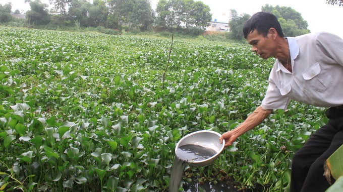 Nguồn nước cạnh trang trại nuôi heo bị ô nhiễm nặng.