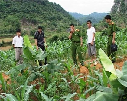 Thue ruong de trong 500 cay can sa hinh anh