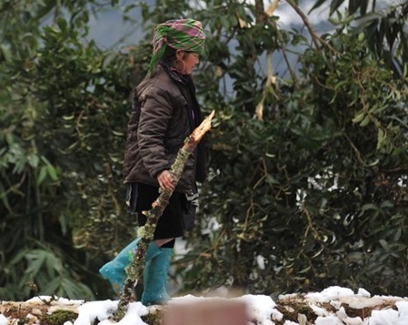 'Tuyet cu roi, con bo buoc phai thich nghi hoac se chet' hinh anh