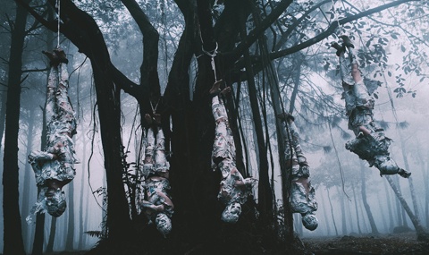 Họ hoá thân thành những chú dơi đang treo ngược lên cây.