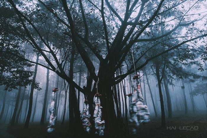 Khu rừng mờ ảo tạo nên một khung cảnh tĩnh mịch, âm u cho bức ảnh.