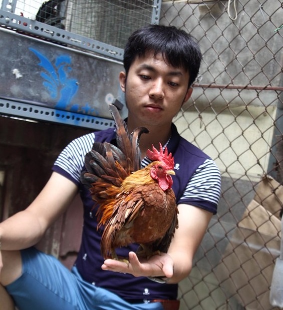 Giống gà Serama trước đây có giá ít nhất từ 15 triệu đồng nhập từ Malaysia, nay gà đã rẻ đi nhiều do được dân chơi lai tạo trong nước. Giá mỗi cặp chỉ từ 3 triệu đồng, tuy nhiên để mua được gà đẹp, dân mê gà phải bỏ ra ít nhất 5 – 20 triệu đồng/con.