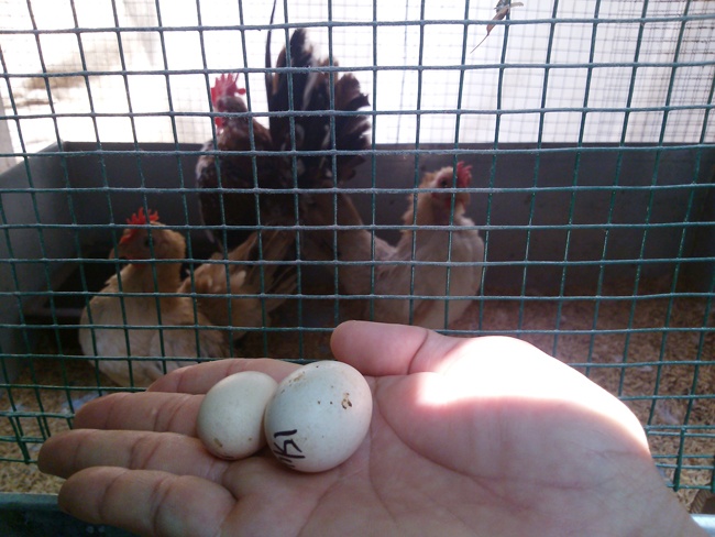  Hơn 5 năm, Huế đã lai tạo được gần 50 con gà Serama.