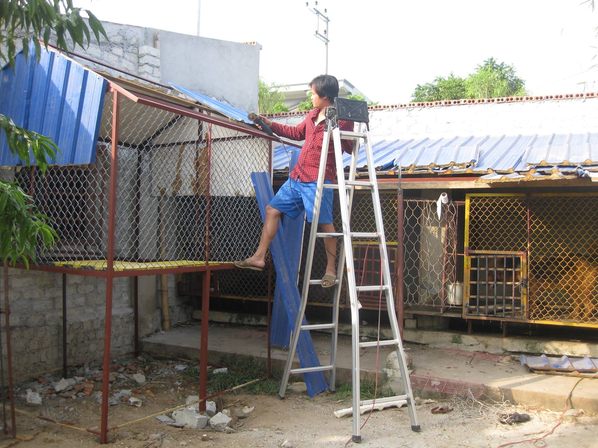 Thời gian đầu, Kiều Văn Hoàng tự làm chuồng đơn sơ để nuôi giống chó này. Đây cũng là giai đoạn khó khăn nhất: 