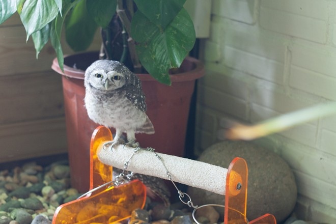 Cú mèo khoang cổ, cú mèo lưng xám… là những loại phổ biến nhất tại Việt Nam, hình ảnh chú cú mèo này xuất hiện trong một quán café quen thuộc với giới trẻ tại TP.HCM. Cú mèo mini với chiều cao chỉ 8 cm khi trưởng thành, khá nhút nhát. (Ảnh: Ảnh: Onez Tuấn).
