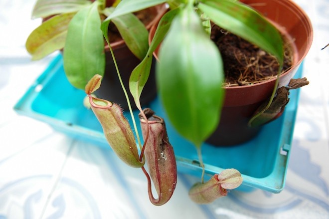 Nguyễn Anh Duy – HV Bưu chính Viễn thông có sở thích nuôi cây ăn thịt như nắp ấm, nắp kẹp.