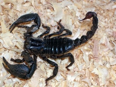 Chàng trai có tên B.Minh, (Q1.TP HCM), sở hữu 3 con bọ cạp trong nhà vì nuôi theo mốt và tìm cảm giác mạnh. Nọc những loại bọ cạp sống được ở Việt Nam không có khả năng gây chết một người trưởng thành khỏe mạnh, nhưng lại vô cùng nguy hiểm với những gia đình có trẻ em và những người bị dị ứng với loài vật này.