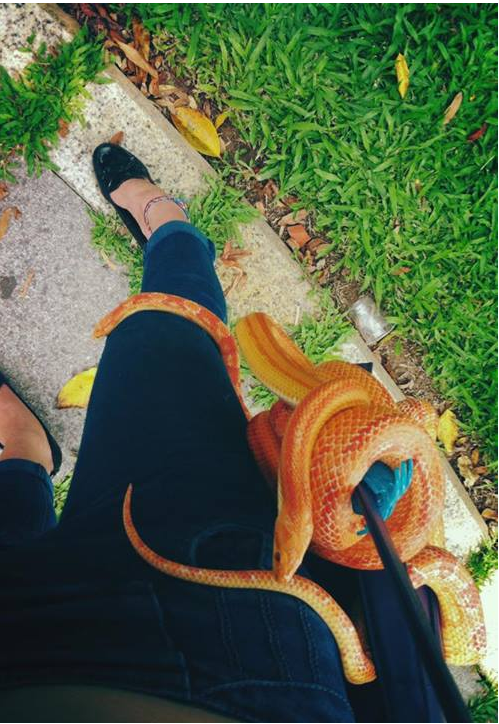 Với tình yêu động vật, cô chia sẻ: “Mỗi ngày mình thường dành khoảng 3 tiếng, thậm chí nhiều hơn để chơi và chăm sóc mấy em”. Hình ảnh Huyền Trang quấn rắn lên cơ thể khiến nhiều người e sợ.