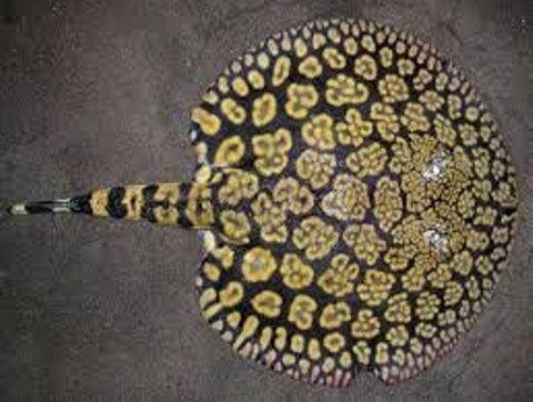 Một con vật khác được cho rằng rất độc đó là cá đuối. Loài cá có họa tiết bắt mắt có giá tiền triệu đến nghìn đô la. Theo quan niệm của nhiều dân chơi, cá đuối càng nhiều gai độc thì càng đẳng cấp. 