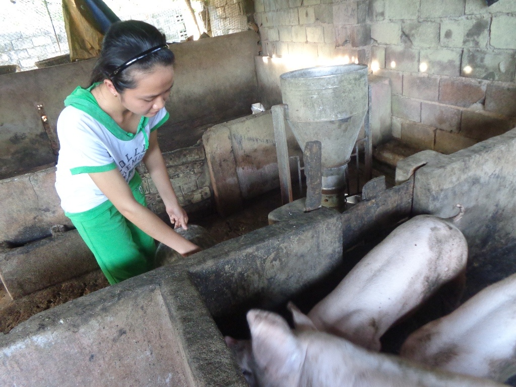 Hằng ngày Vân tranh thủ thời gian rảnh để cho heo ăn.