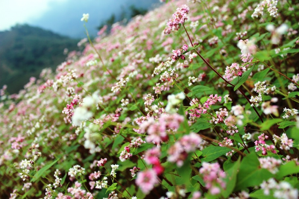 Nhập mô tả cho ản1h