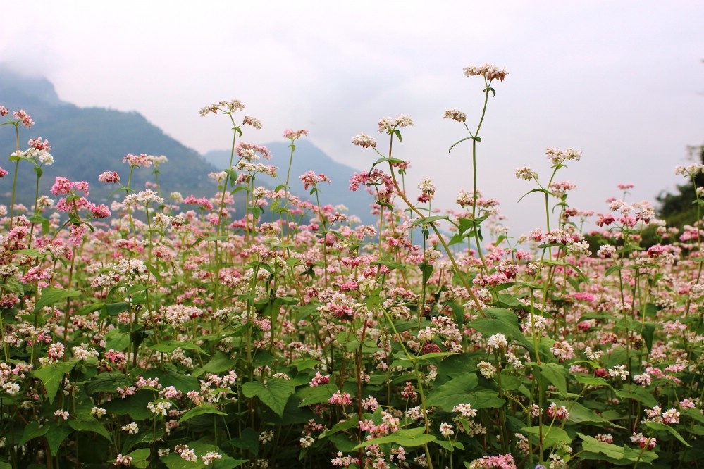 Nhập mô tả c1ho ảnh