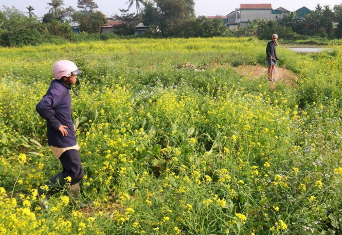 Ông chủ vườn cải ngao ngán nhìn vườn cải bị giẫm đạp xiêu vẹo.