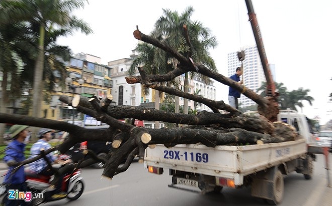 Cây xanh bị chặt trên đường phố Hà Nội. Ảnh: Lê Hiếu.