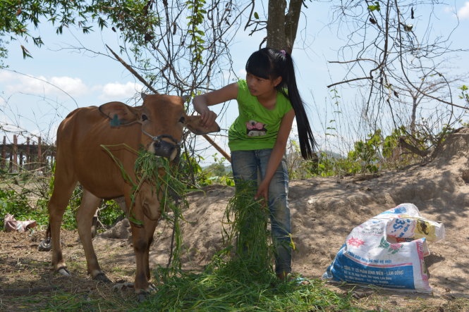Buổi trưa, Giang tranh thủ thời gian kiếm cỏ cho bò - tài sản lớn trong gia đình.
