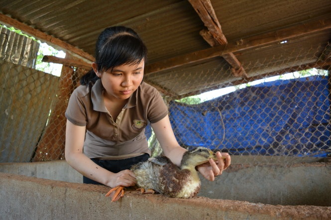 Hạnh dỗ dành, vuốt ve một con vịt bị thương.