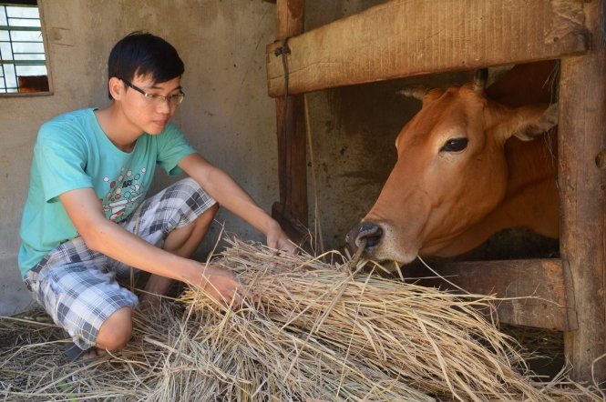 Thời gian rảnh, Na thay mẹ chăm con bò là tài sản lớn nhất của gia đình.