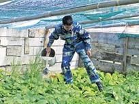 Dao chim, Tet nay khong thieu rau xanh hinh anh