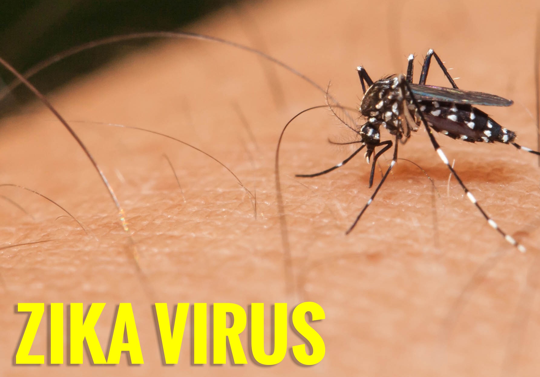 'Ra de thi thu ve virus Zika nham canh bao hoc sinh' hinh anh