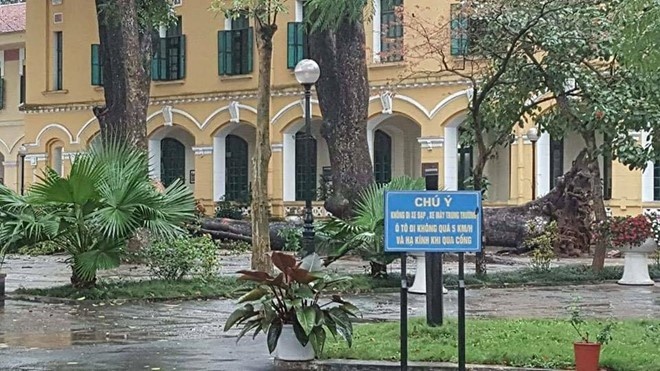học sinh gãy tay chân vì cây đổ ảnh 1 hoc sinh gay tay chan vi cay do anh 1