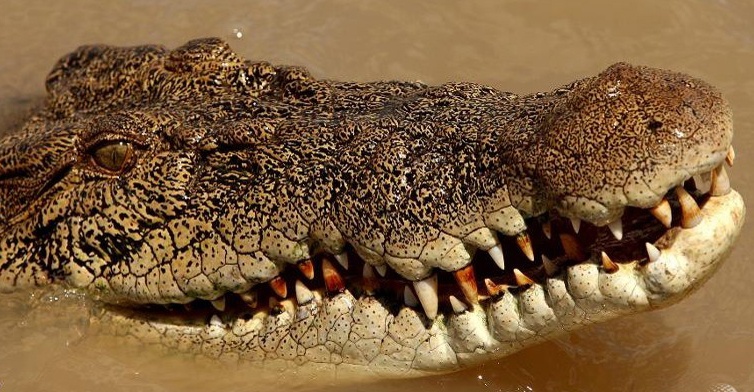 Noi nao o nuoc ta duoc xem la 'que nha' cua ca sau nuoc ngot? hinh anh