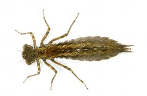 giun dat co mat khong anh 5