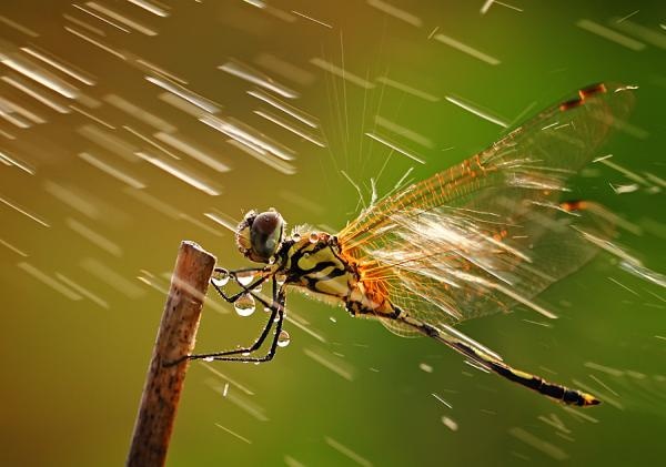 giun dat co mat khong anh 4