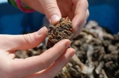 Giun dat co mat khong? hinh anh