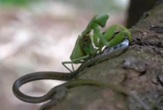 Xem bo ngua bat song ran co, cham rai gam nham con moi den chet hinh anh