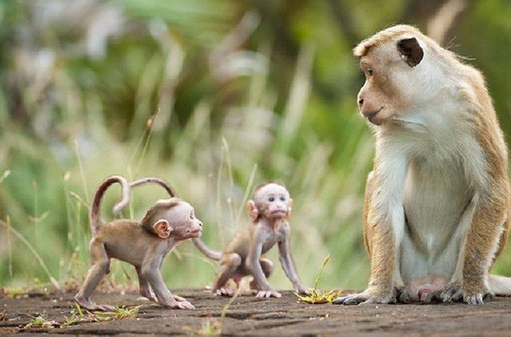 sinh vật không bao giờ chết ảnh 1 sinh vat khong bao gio chet anh 1