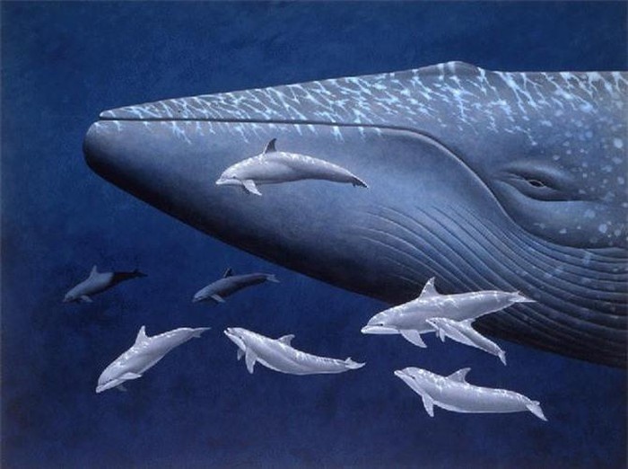 sinh vật không bao giờ chết ảnh 7 sinh vat khong bao gio chet anh 7