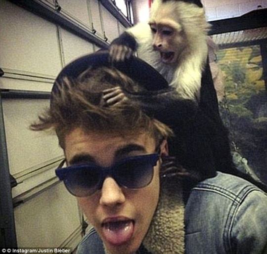Justin Bieber chụp ảnh cùng hổ ảnh 2 Justin Bieber chup anh cung ho anh 2