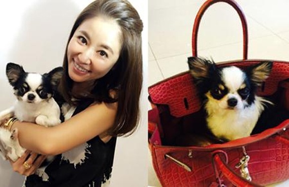 Lâm Tâm Như bị ném đá dữ dội chỉ vì hàng hiệu ảnh 2 Lam Tam Nhu bi nem da du doi chi vi hang hieu anh 2