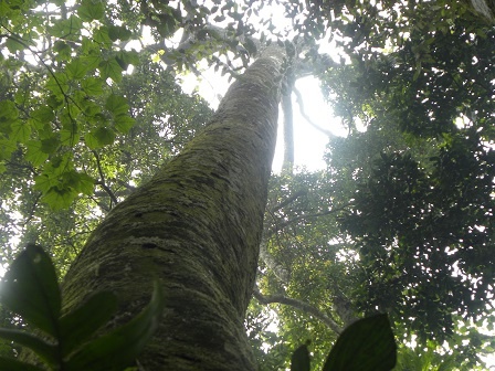 Rung che tram tuoi cao bang toa nha 9 tang hinh anh