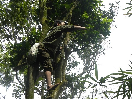 Phải leo rất cao mới hái được búp chè.