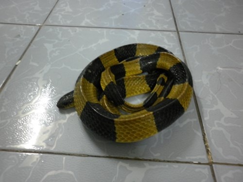 trăn đột biến có giá cả chục triệu đồng