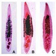 An goi ca bi san la gan lam to trong 'cua quy' hinh anh