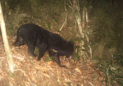Phat hien loai gau ngua tai Trung Truong Son hinh anh