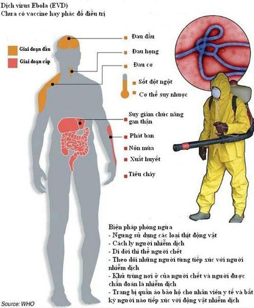 Tác động của vi rút Ebola đến cơ thể người - ảnh WHO