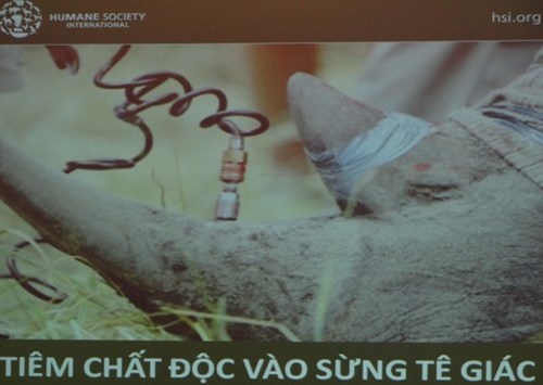 Tiêm thuốc độc vào sừng tê giác để ngăn chặn nạn săn bắn loài thú này để lấy sừng. Ảnh chụp lại.