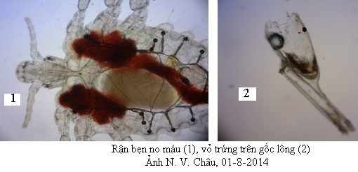 Rận bẹn no máu - ảnh TS Nguyễn Văn Châu