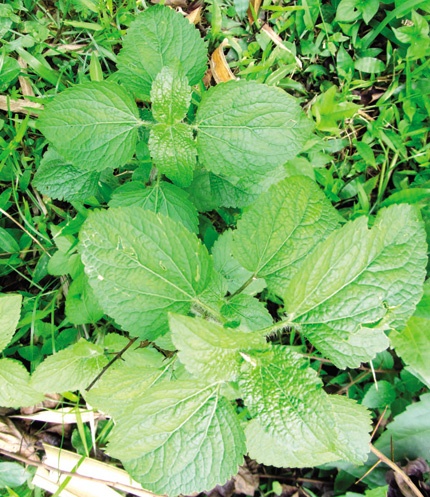 Một vị thuốc trong bài thuốc gia truyền của anh Thuận.