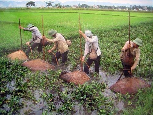 San 12 loai ca bong vung nuoc lo hinh anh