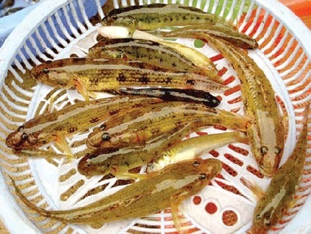 Những chú bống rạ bị móc khỏi hang