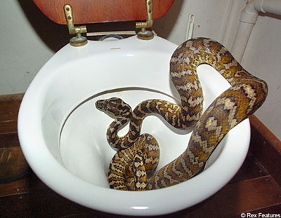 Doi pho the nao voi ran bo len giuong, chui vao may giat? hinh anh