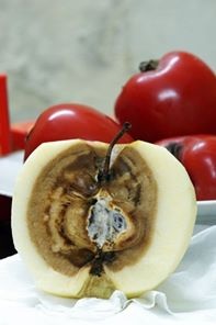 Một độc giả chia sẻ hình ảnh quả táo Trung Quốc trên Facebook-  táo mua về ăn bên ngoài vẫn tươi nguyên nhưng bên trong thấy rõ bị ngấm thuốc bảo quản - ảnh Duong Thi Vu