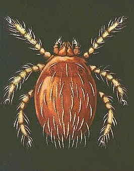 Hiện bệnh chưa có vắc xin phòng tránh, người dân nên tránh đi vào khu vực có dịch bệnh