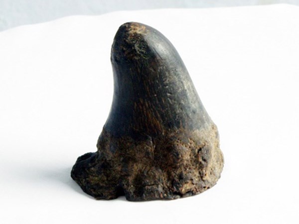  Sừng tê giác được đồn đại là có thể chữa được bách bệnh.